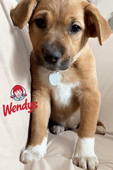 Wendys