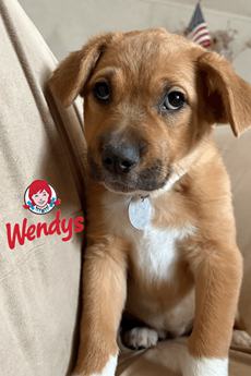 Wendys