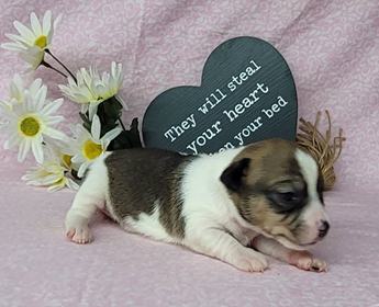 Westforks Lilly Registered Jrt