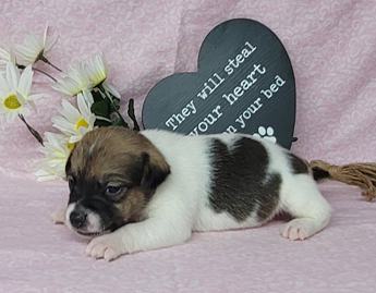 Westforks Lilly Registered Jrt