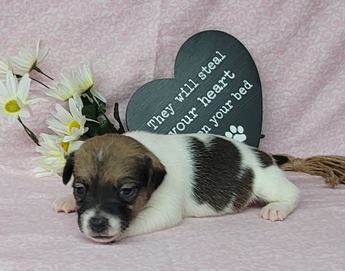 Westforks Lilly Registered Jrt