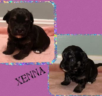 Xenna