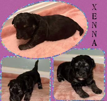 Xenna
