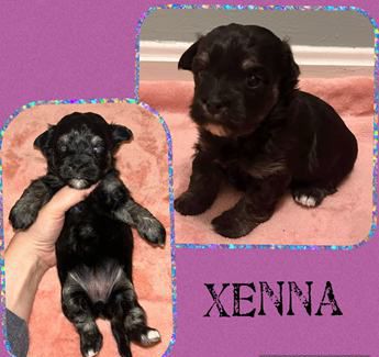 Xenna