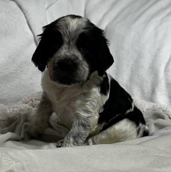 Zoe