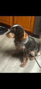 Zoe