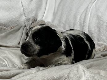 Zoe