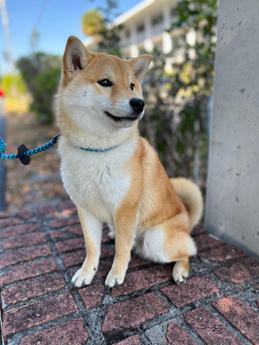 Zoro