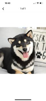 Zoro