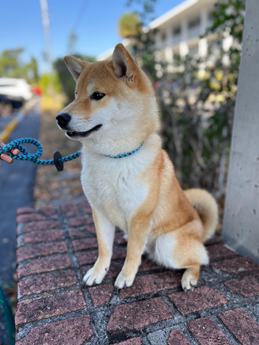 Zoro