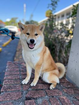 Zoro