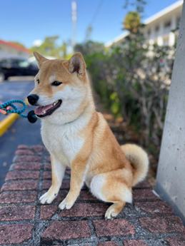 Zoro