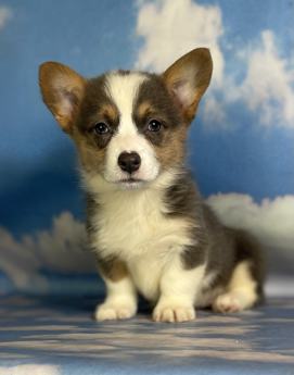 Aca Dna Clear Fluffy Carrier Queen Bluie