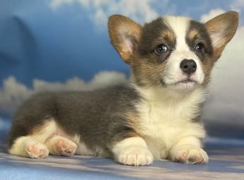 Aca Dna Clear Fluffy Carrier Queen Bluie