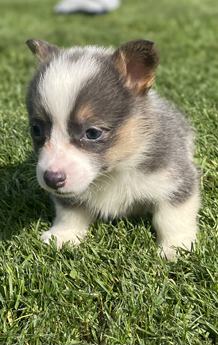 Aca Dna Clear Fluffy Carrier Queen Bluie