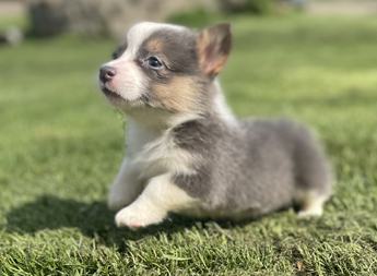 Aca Dna Clear Fluffy Carrier Queen Bluie