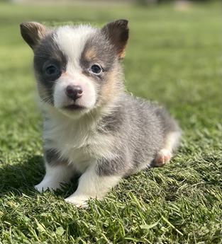 Aca Dna Clear Fluffy Carrier Queen Bluie