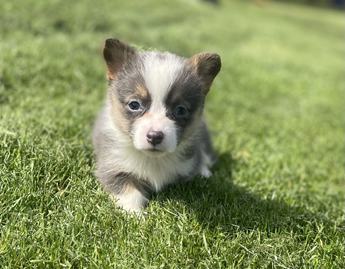 Aca Dna Clear Fluffy Carrier Queen Bluie