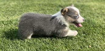 Aca Dna Clear Fluffy Carrier Queen Bluie