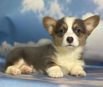 Aca Dna Clear Fluffy Carrier Queen Bluie