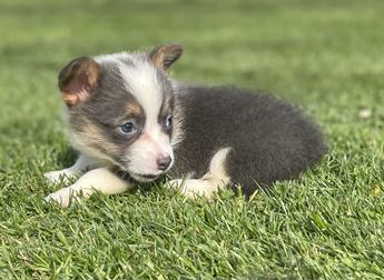 Aca Dna Clear Fluffy Carrier Queen Bluie