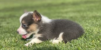 Aca Dna Clear Fluffy Carrier Queen Bluie