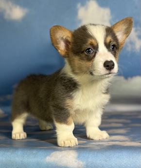 Aca Dna Clear Fluffy Carrier Queen Bluie