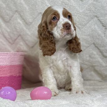 Akc-buffy