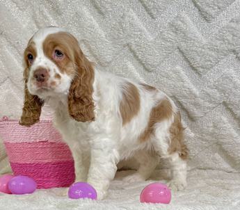 Akc-buffy