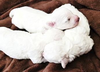 Akc Bichon Frise Girl 2
