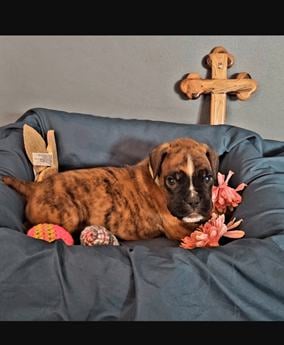 Akc Isaac