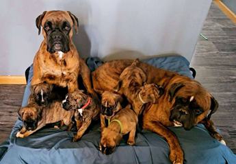 Akc Isaac
