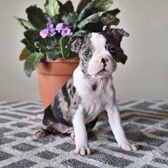 Amy