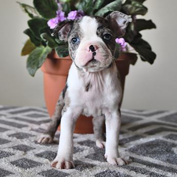 Amy
