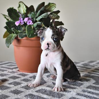 Amy