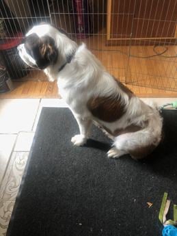 Bea