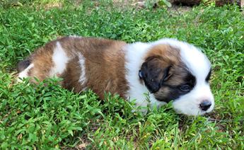Beethoven