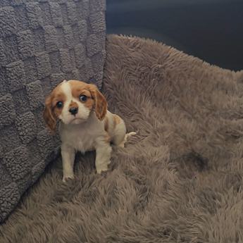 Benny