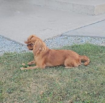 Benny