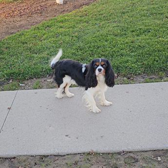 Benny