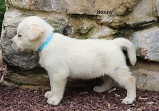 Benny