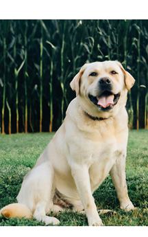 Benny