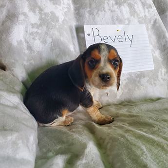 Bevely