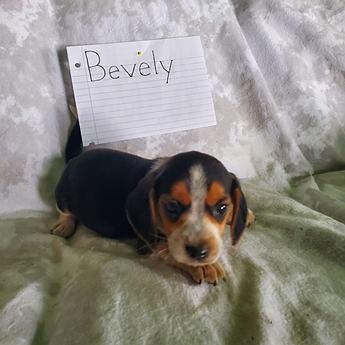 Bevely