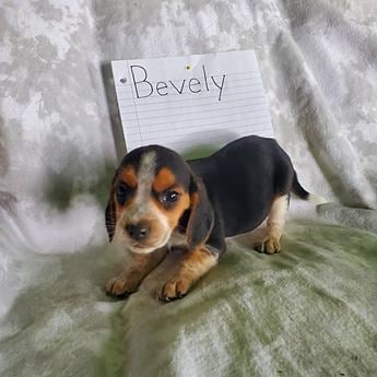 Bevely