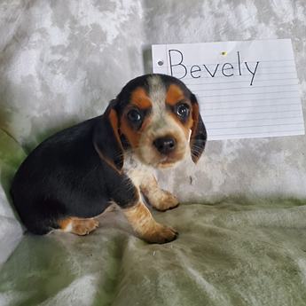 Bevely
