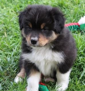 Black Tri Male 2