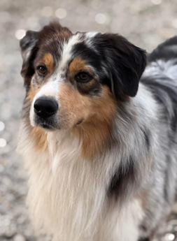 Black Tri Male 2