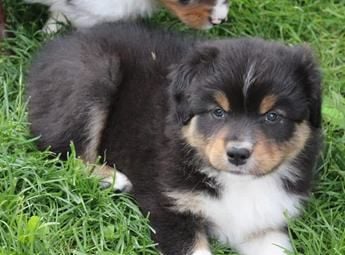 Black Tri Male 2