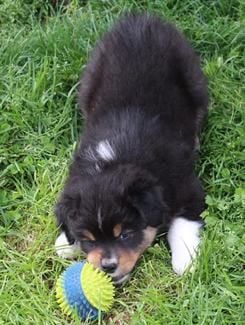 Black Tri Male 2